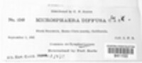 Erysiphe diffusa image